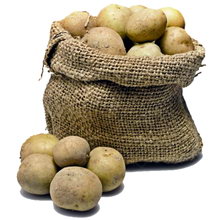 Огородный генерал — картофель
