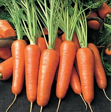 Морковь - польза и вред