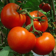 Правила выращивания помидор