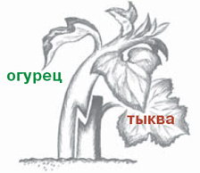 http://3sotki.ucoz.ru/pic/ogurets/tykva2.jpg